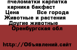 пчеломатки карпатка карника бакфаст F-1 › Цена ­ 800 - Все города Животные и растения » Другие животные   . Оренбургская обл.